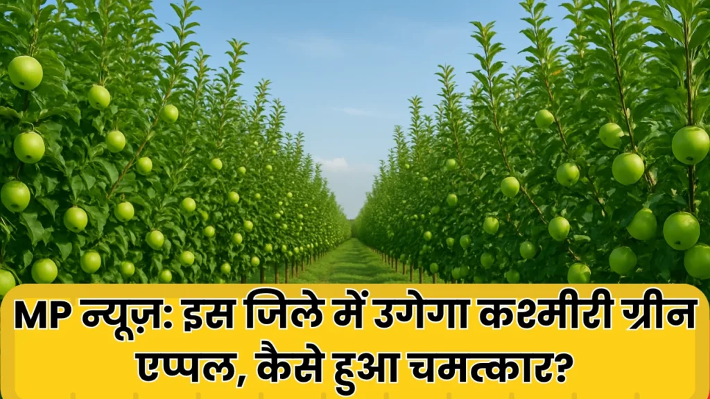 MP News